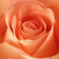 くまを消す方法 消えないくま、染みこんだくまを消すユウコの体験